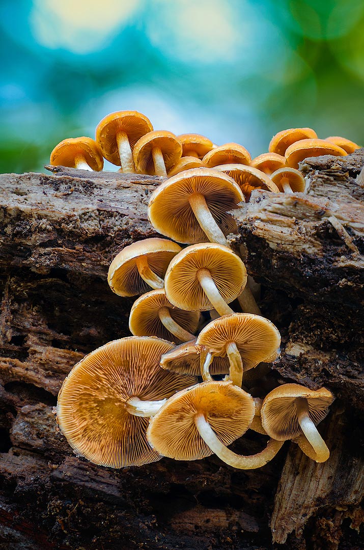 Un monde minuscule mais fascinant ! | Aurélien Zint