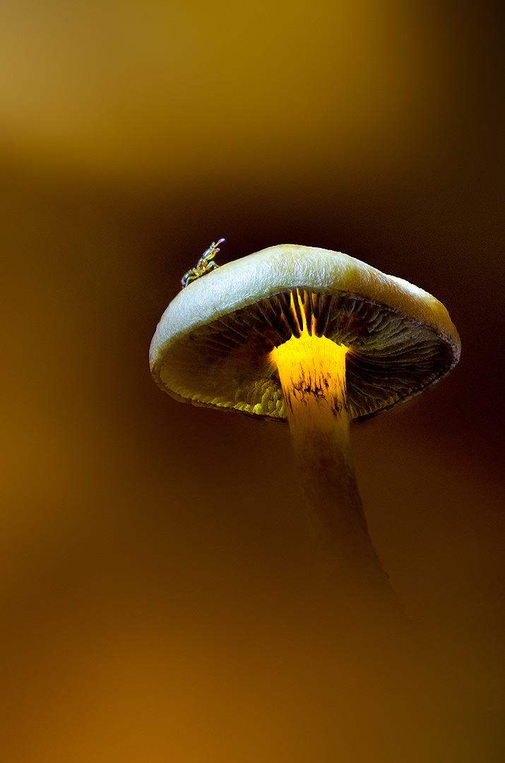 David et Goliath | Aurélien Zint