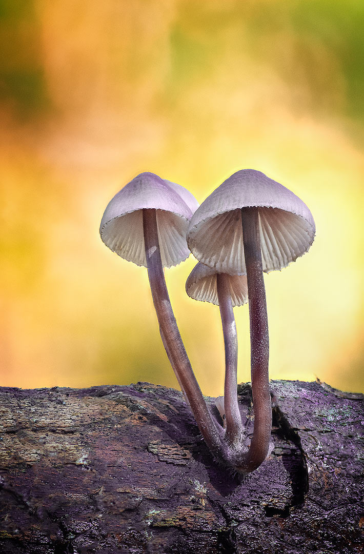 Les petits parapluies | Aurélien Zint