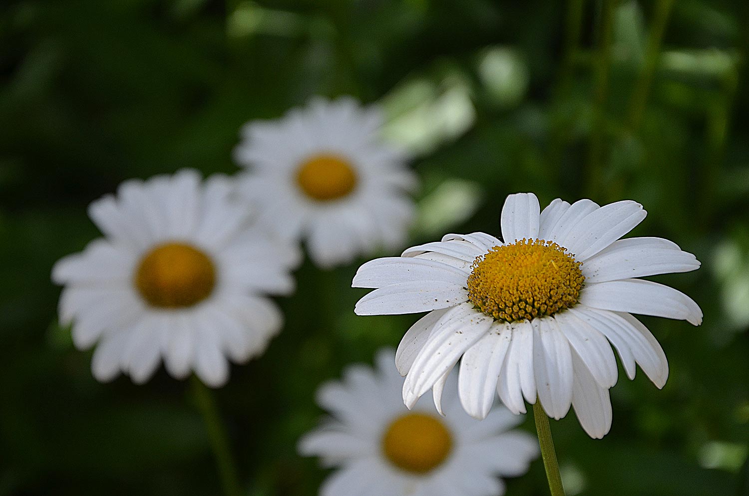 Bouquet de Printemps | Aurélien Zint