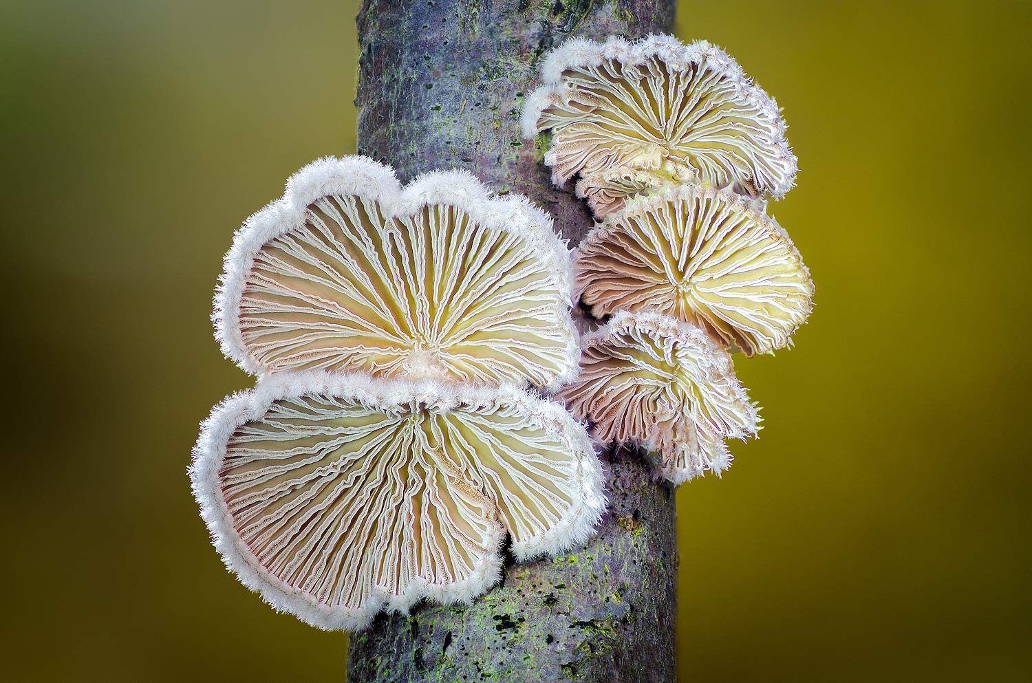 Les coquillages de la forêt | Aurélien Zint