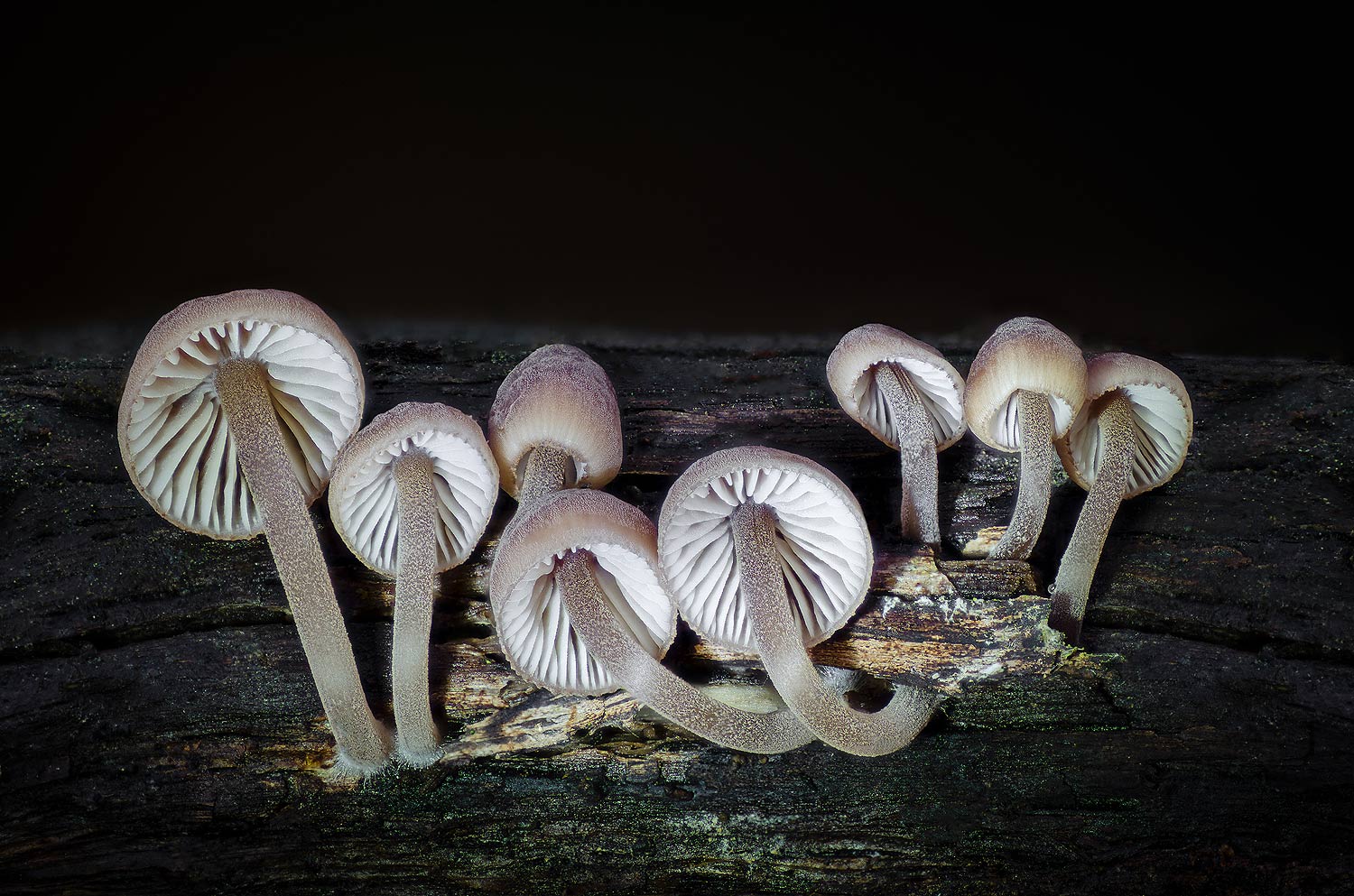 Réunion de famille | Aurélien Zint