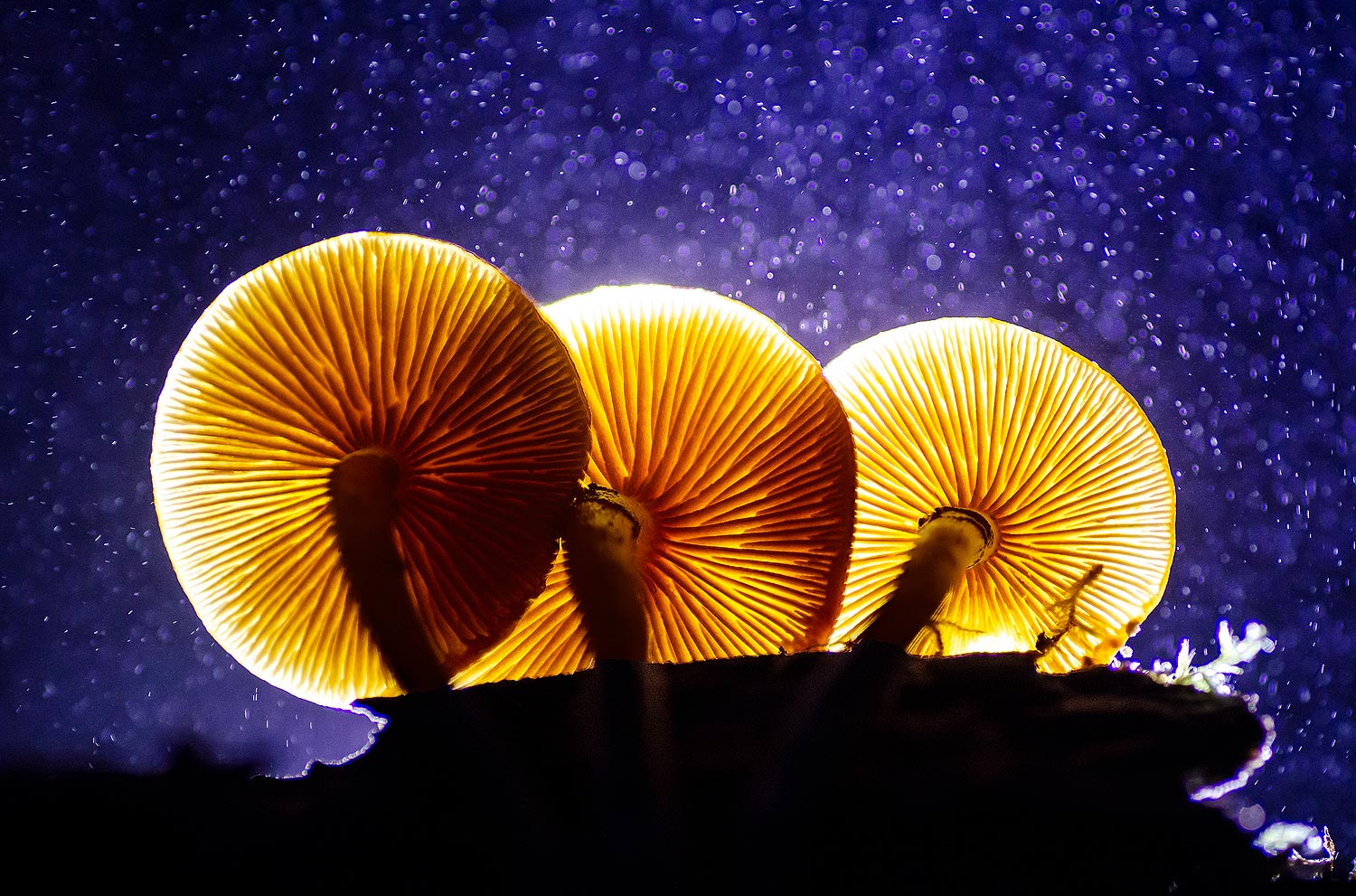 Champignons face à la tempête | Aurélien Zint