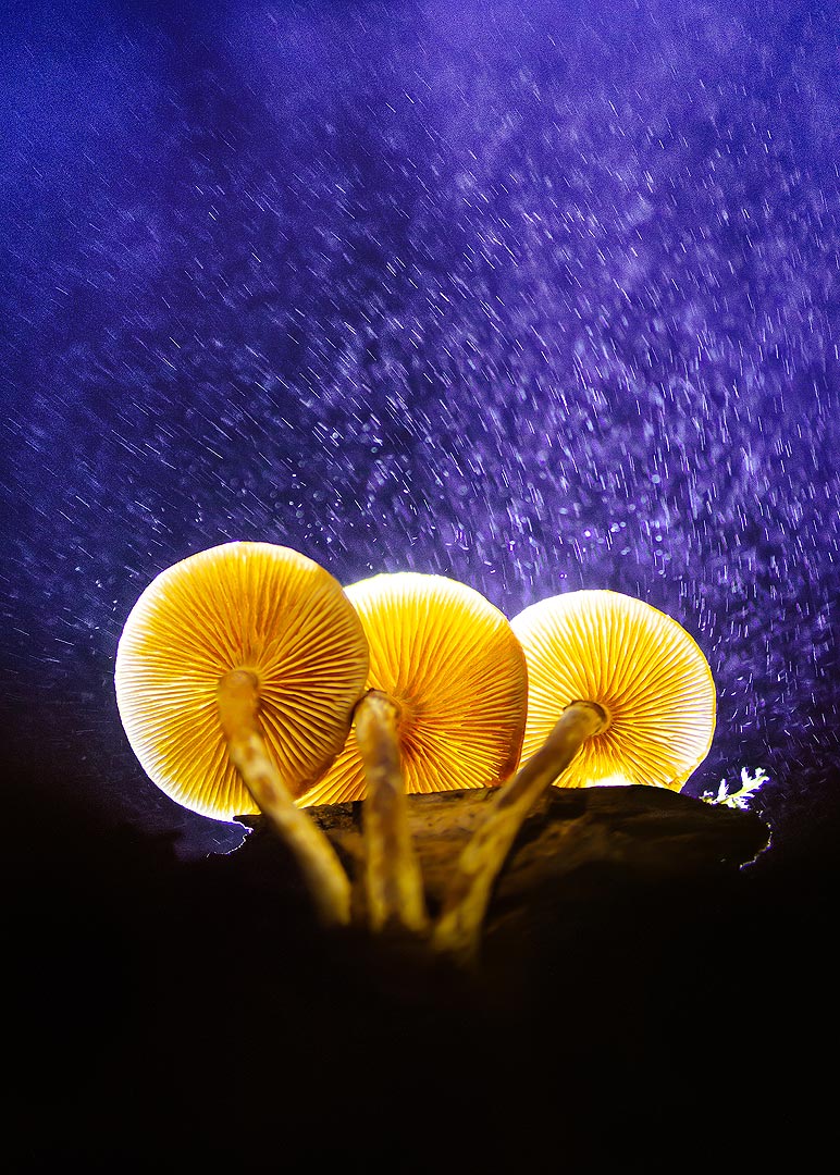 Champignons dorés | Aurélien Zint