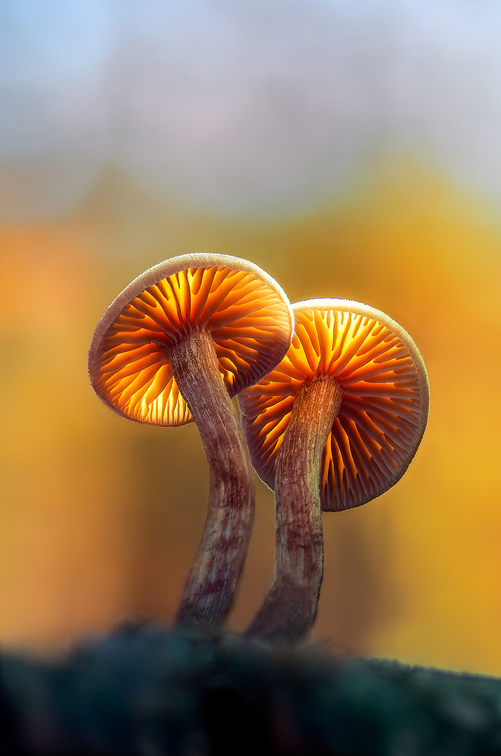 Illumination | Aurélien Zint