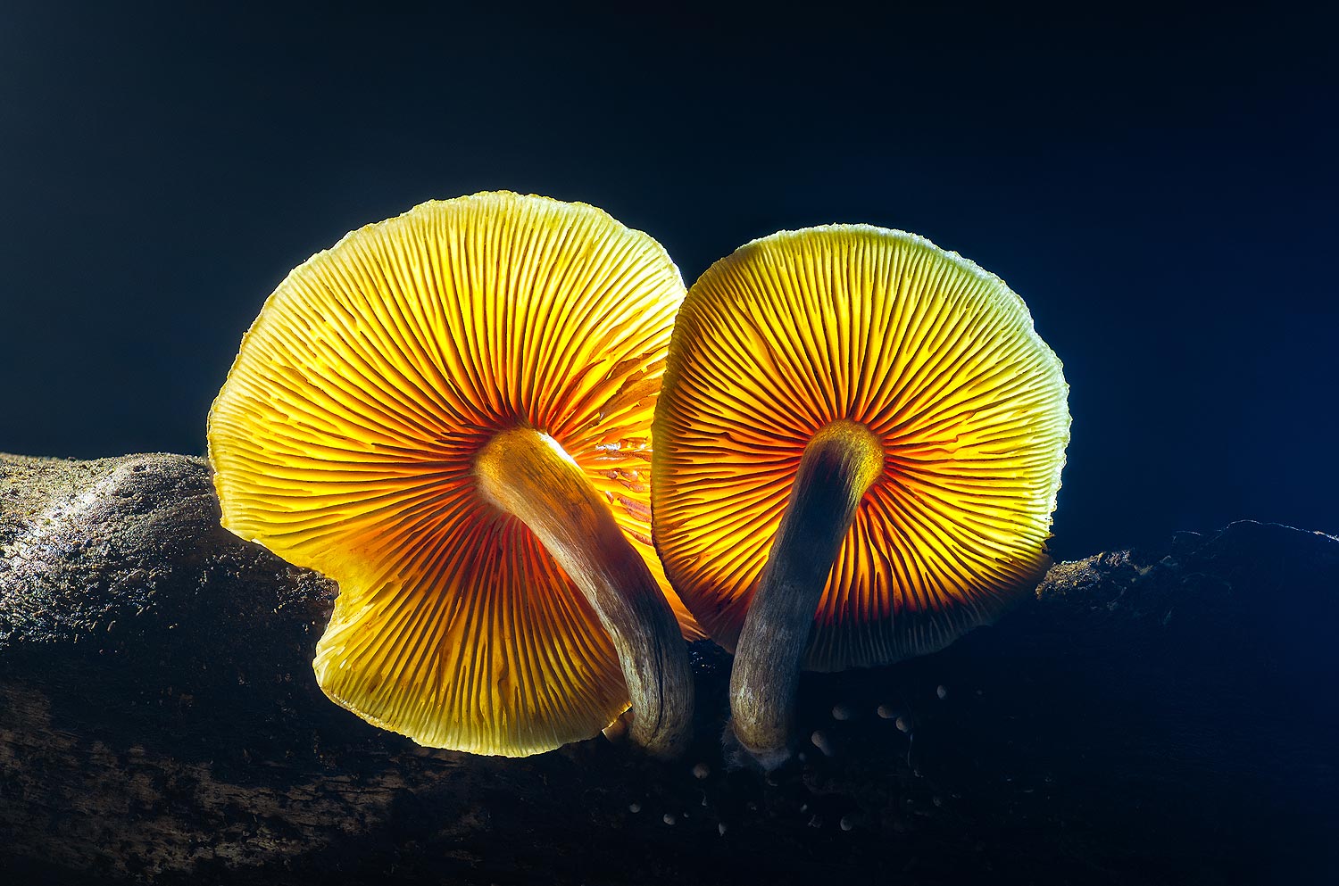 Dans la pénombre | Aurélien Zint