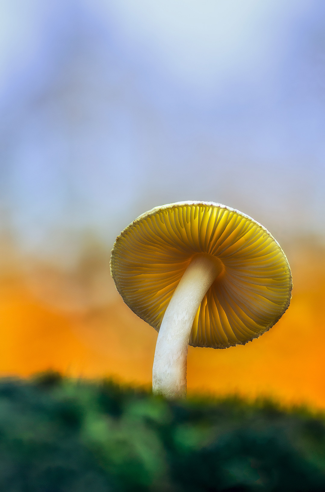 Sous le chapeau | Aurélien Zint