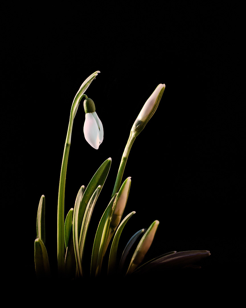 Premières fleurs | Aurélien Zint