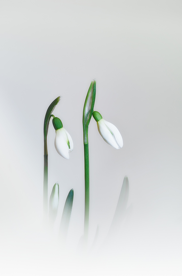 Douceur du printemps | Aurélien Zint