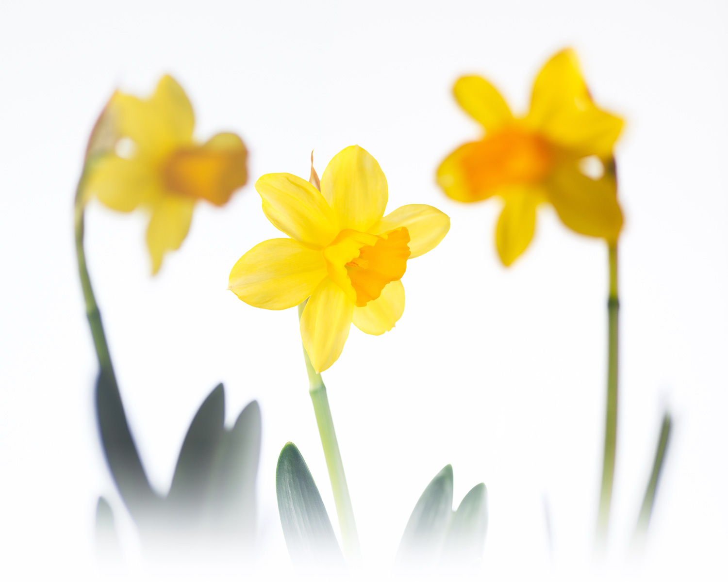 Trio printanier | Aurélien Zint