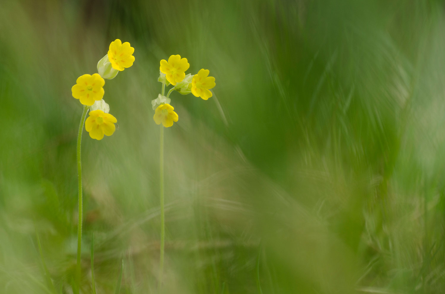 Auricule | Aurélien Zint