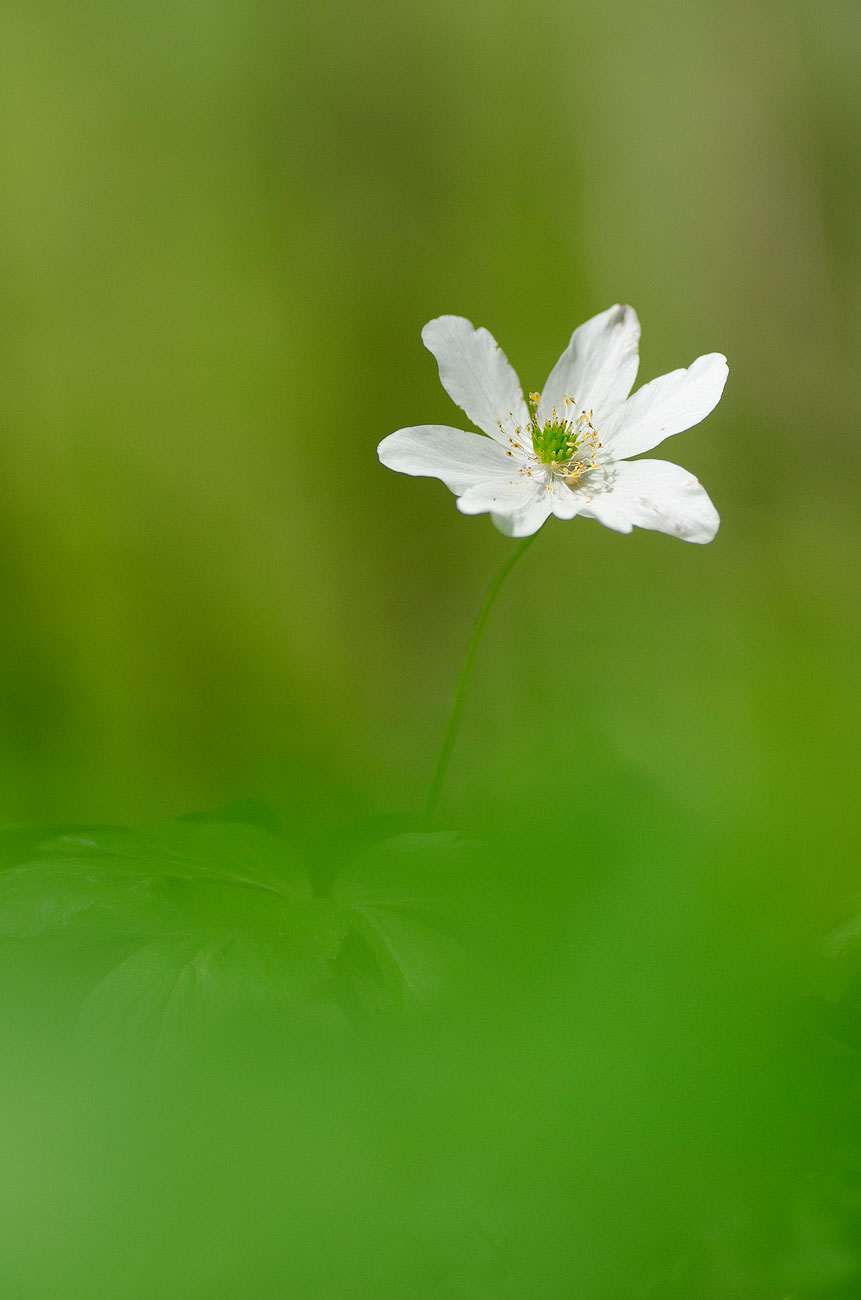Anémone Sylvie | Aurélien Zint