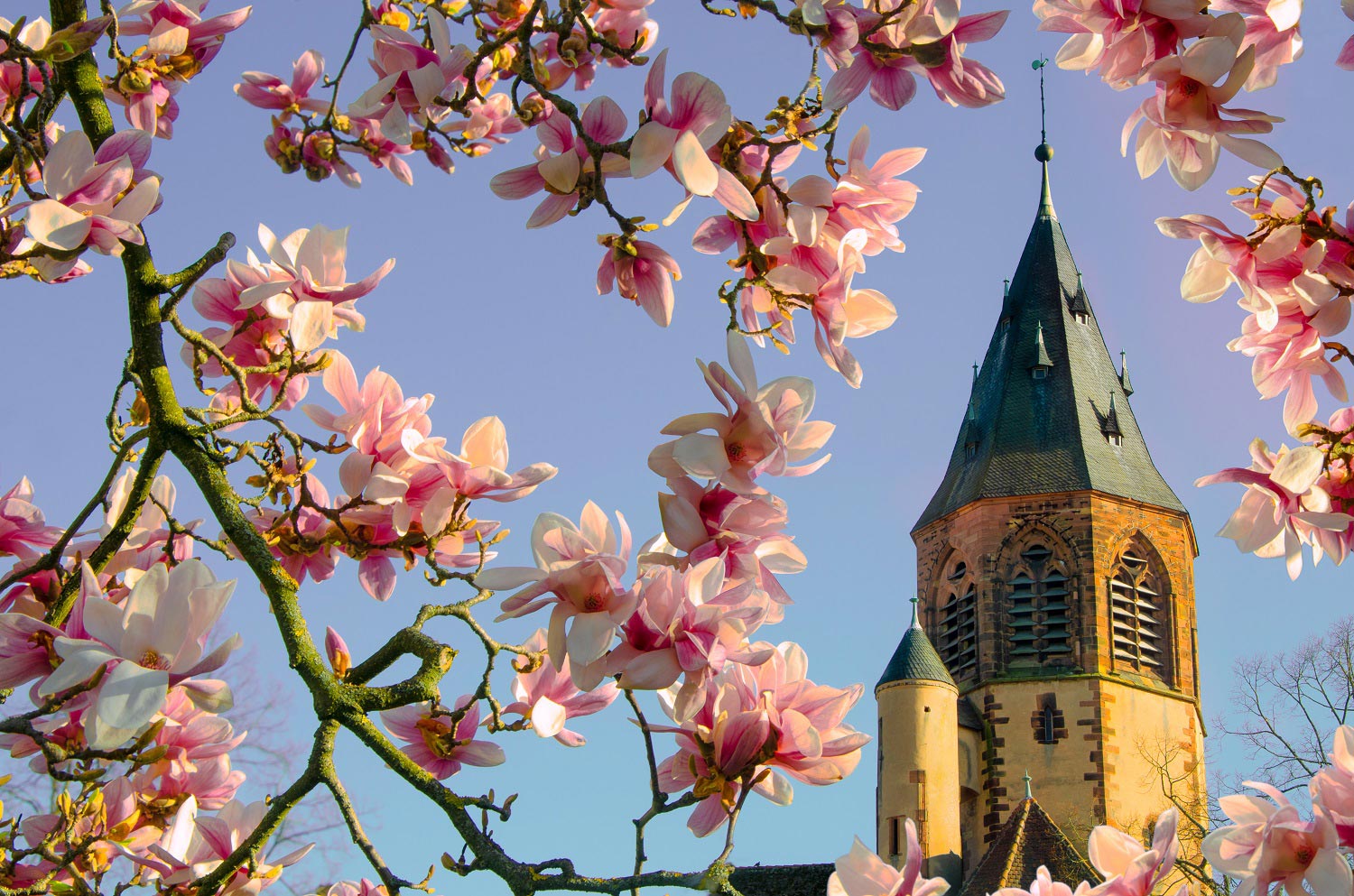 Eglise Saint-Georges sous le magnolia | Aurélien Zint
