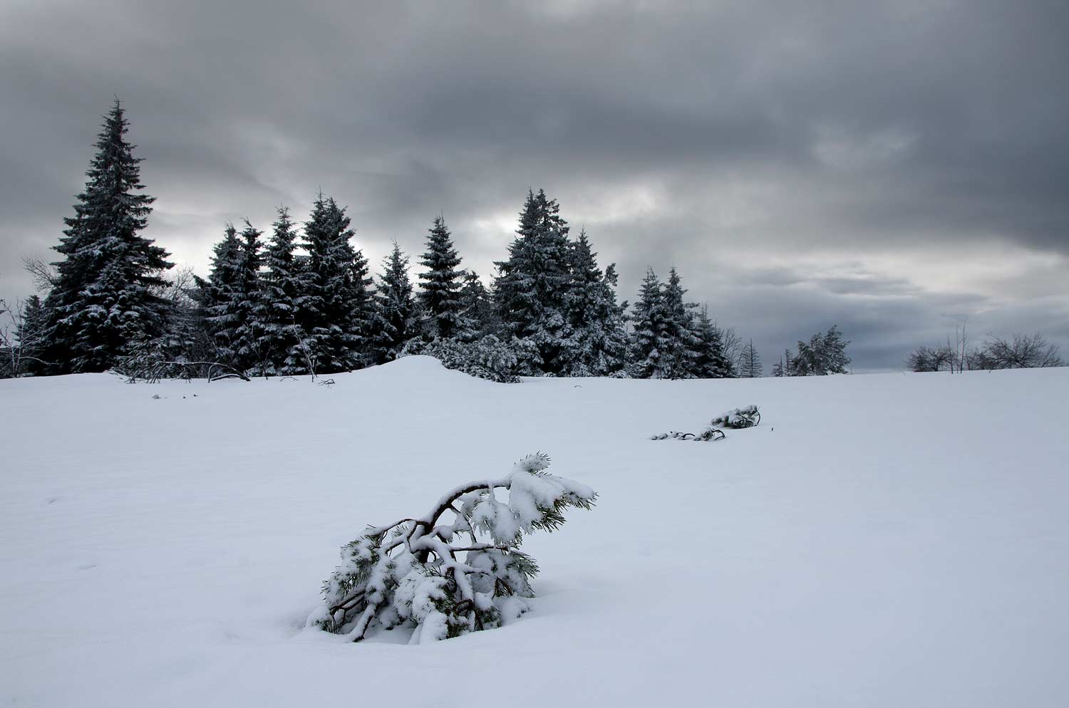 Petit sapin | Aurélien Zint