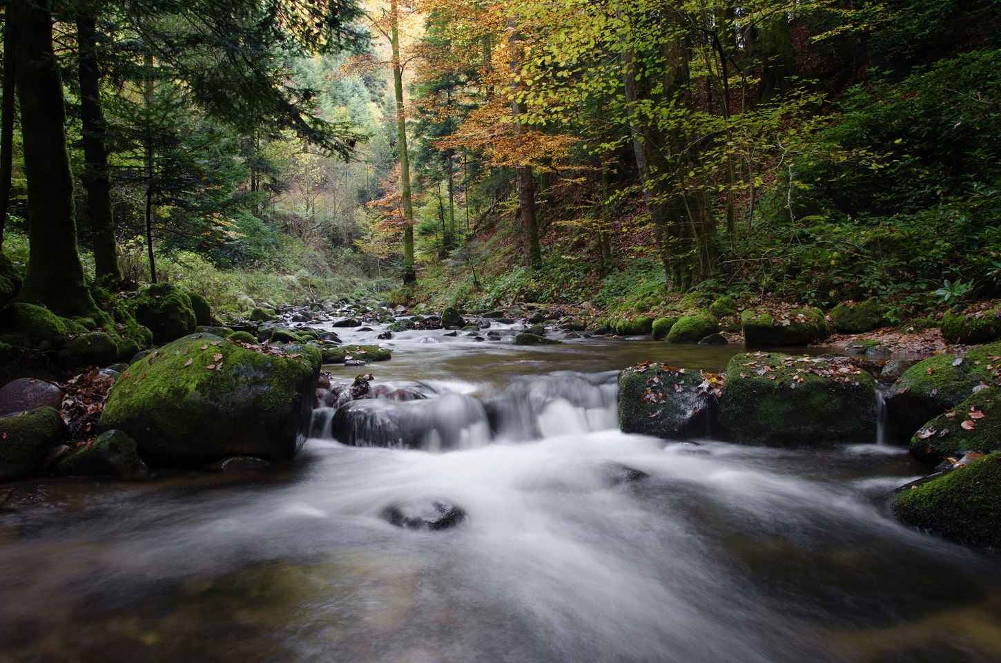 Cascade en Forêt-Noire | Aurélien Zint