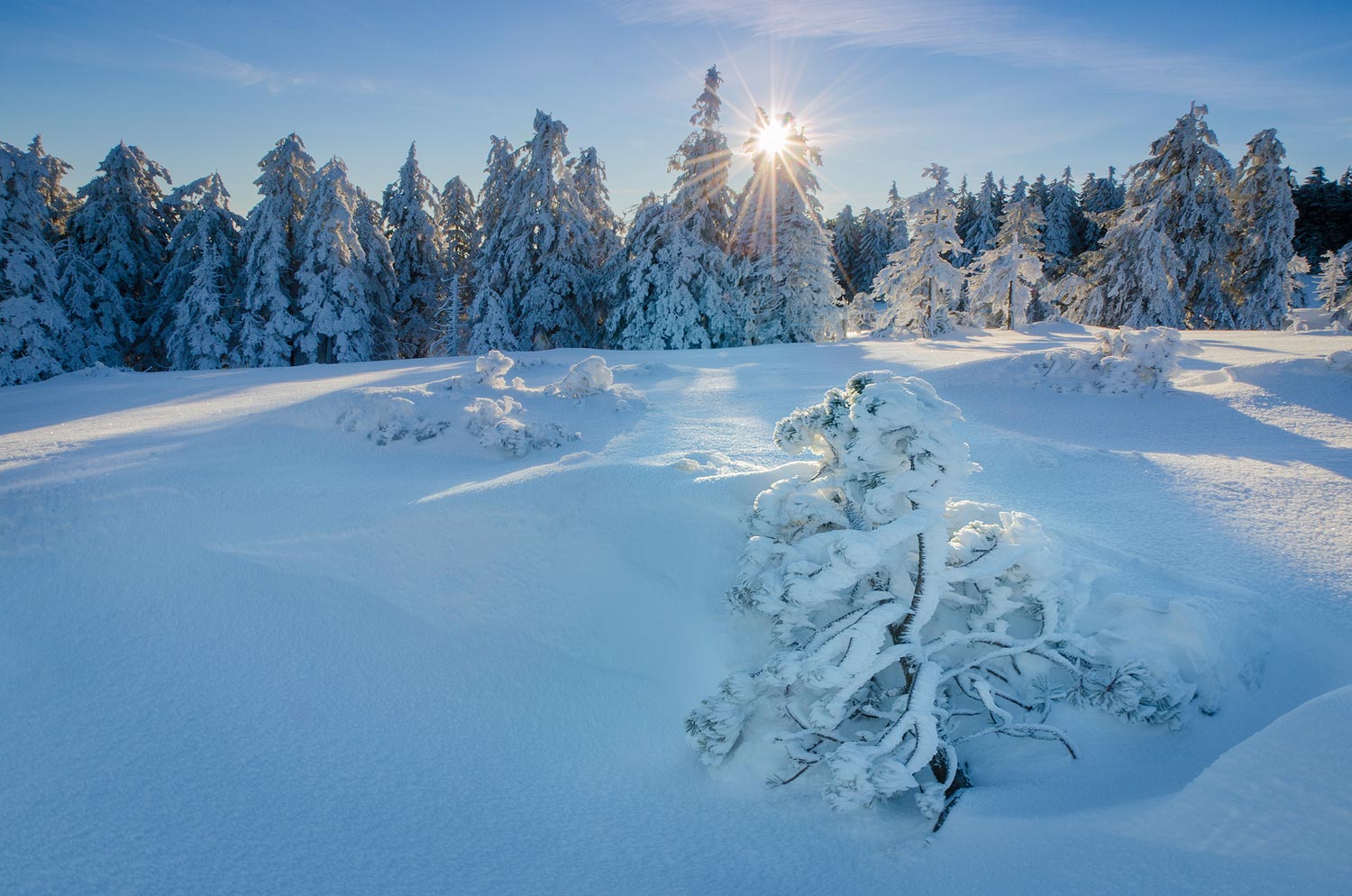Enneigement Forêt-Noire | Aurélien Zint