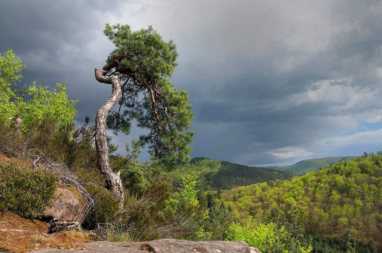 Le Bonsaï | Aurélien Zint