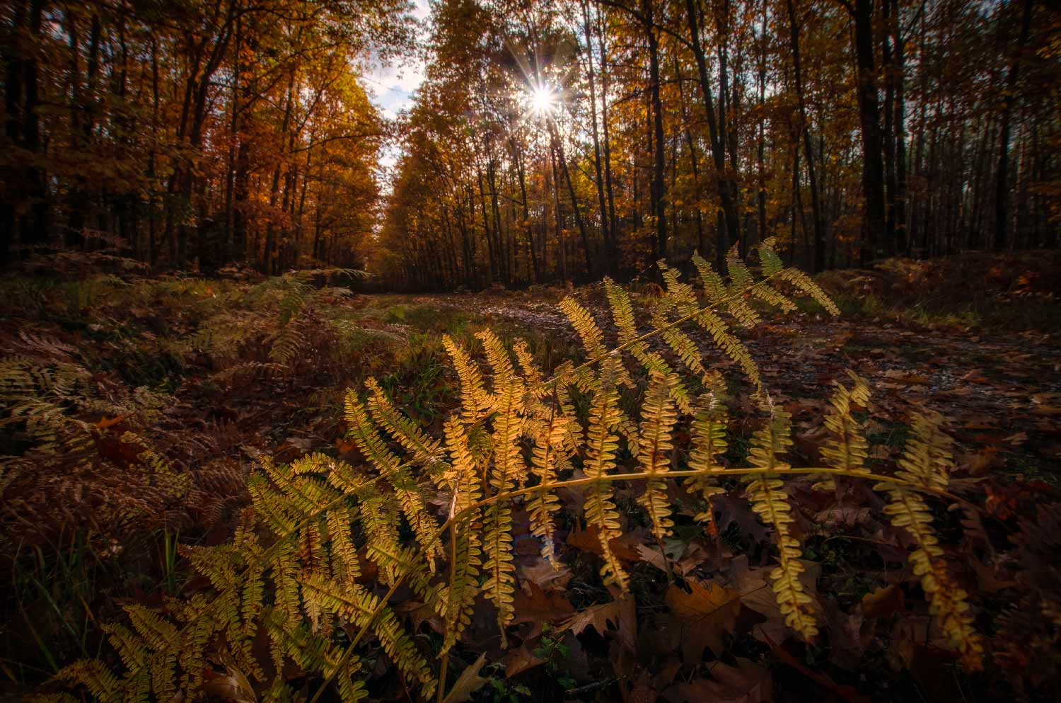 Fougères en forêt | Aurélien Zint