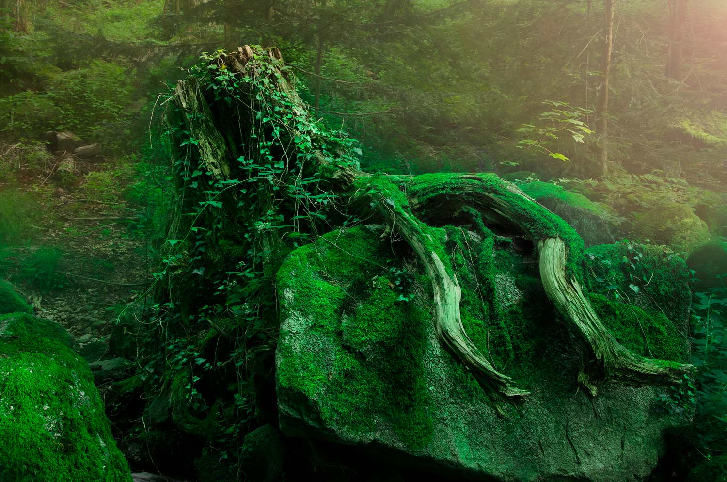 La pieuvre des forêts | Aurélien Zint