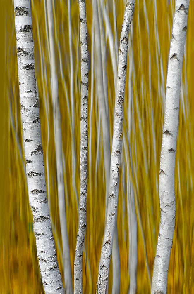 Bois de bouleaux | Aurélien Zint