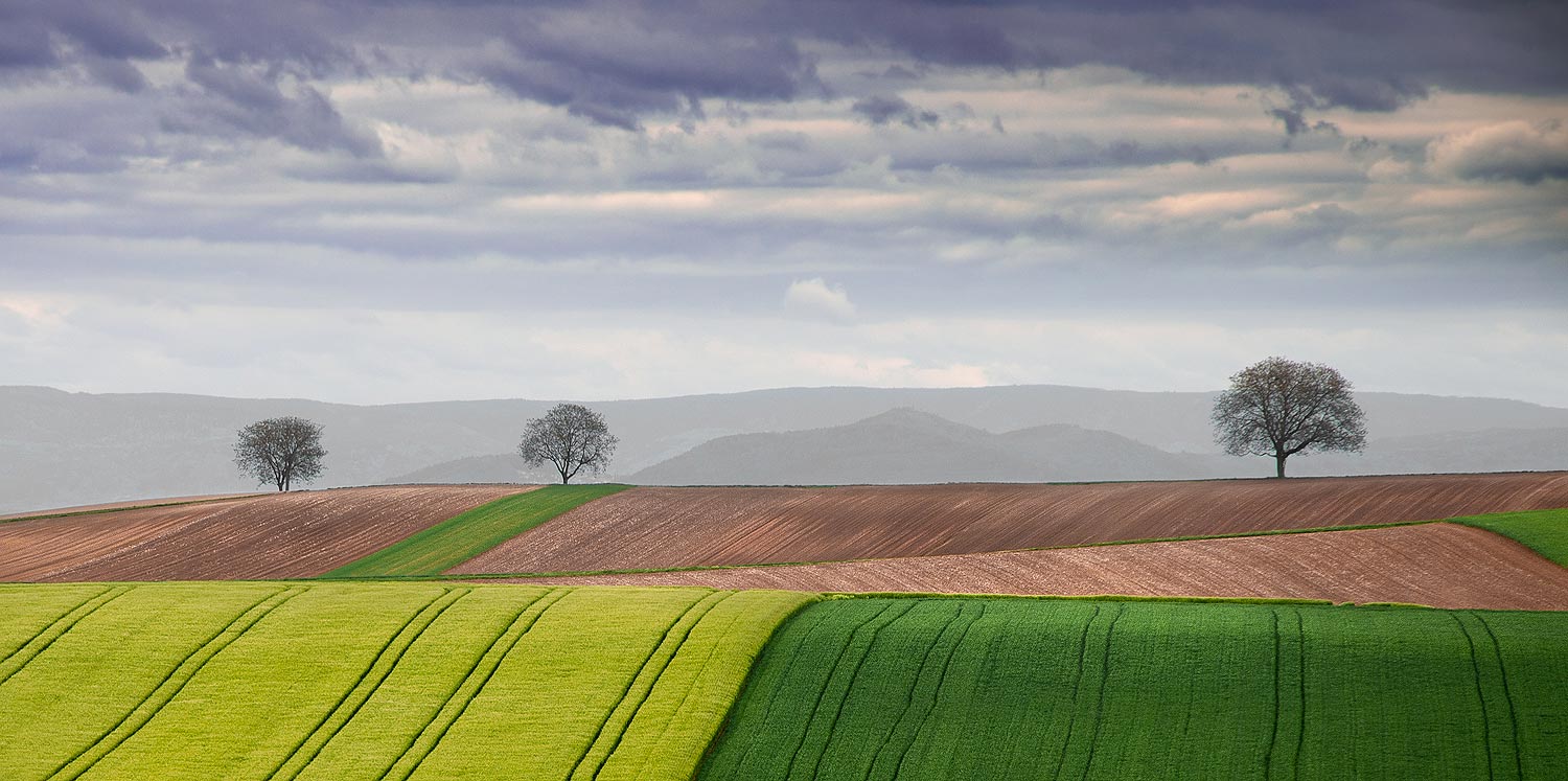 Dans les champs alsaciens | Aurélien Zint