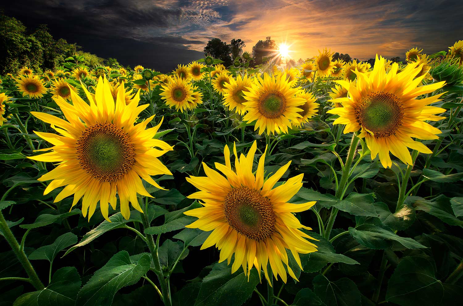 Aux dernières lueurs du soleil | Aurélien Zint