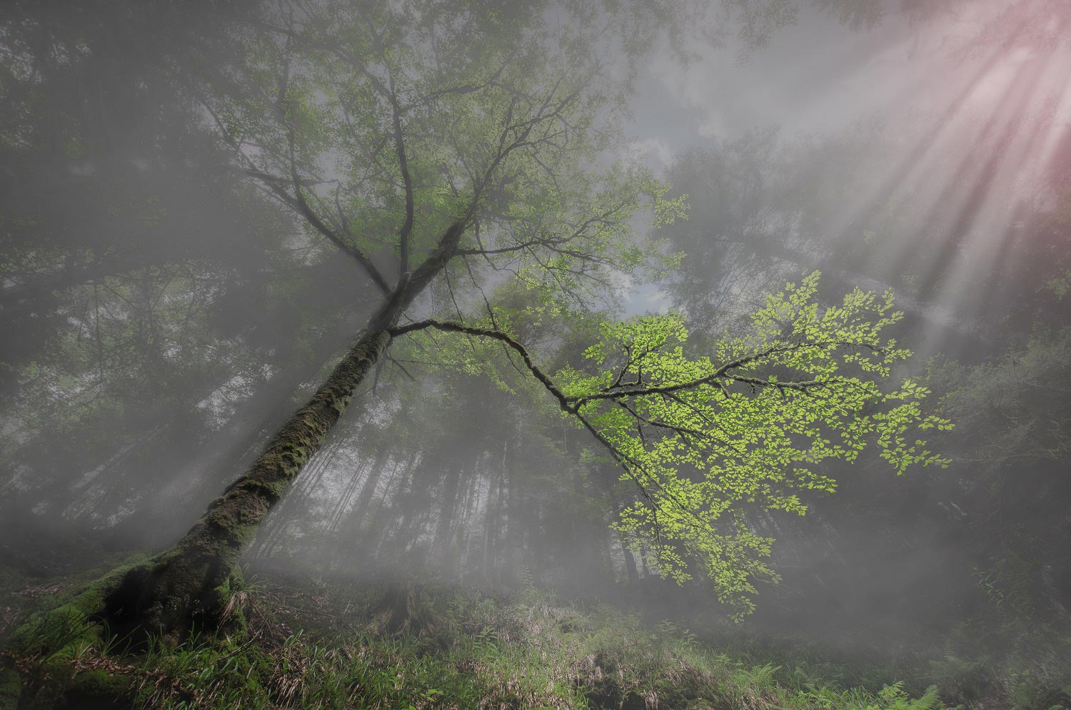 Le roi des forêts | Aurélien Zint
