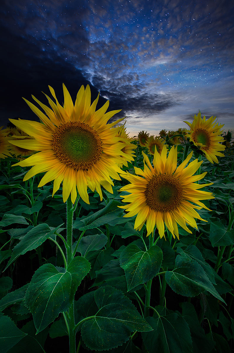 Tournesol nocturne | Aurélien Zint
