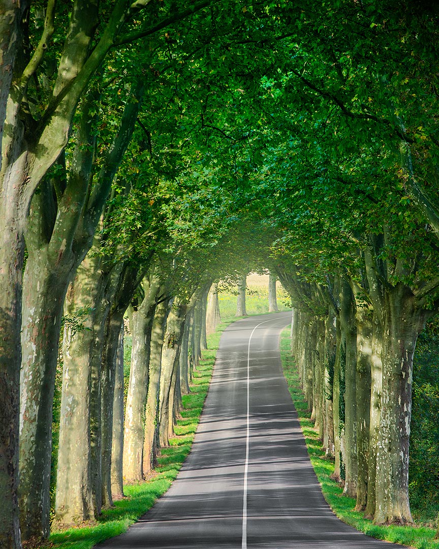 Une somptueuse allée | Aurélien Zint