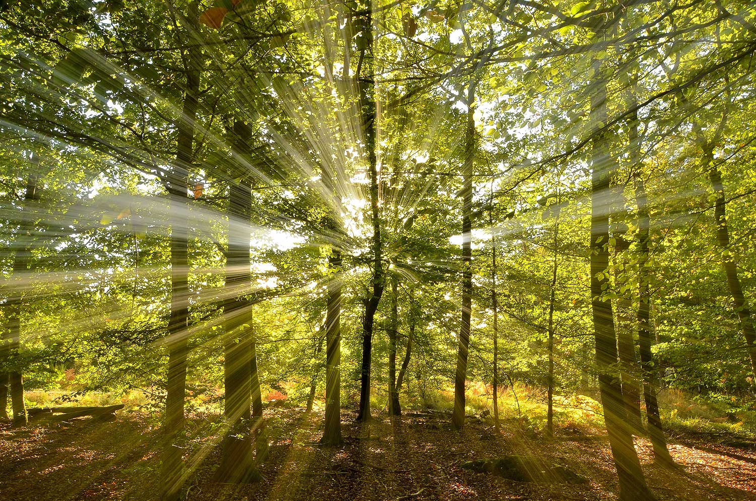 Rayons | Aurélien Zint