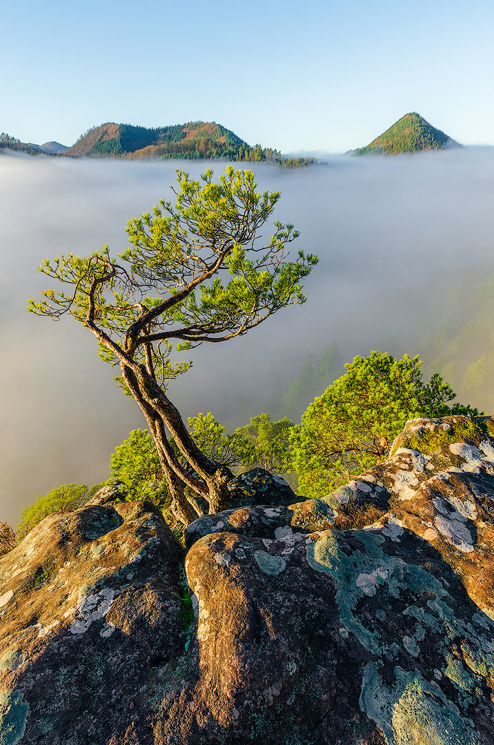 Ambiance japonaise en Alsace | Aurélien Zint