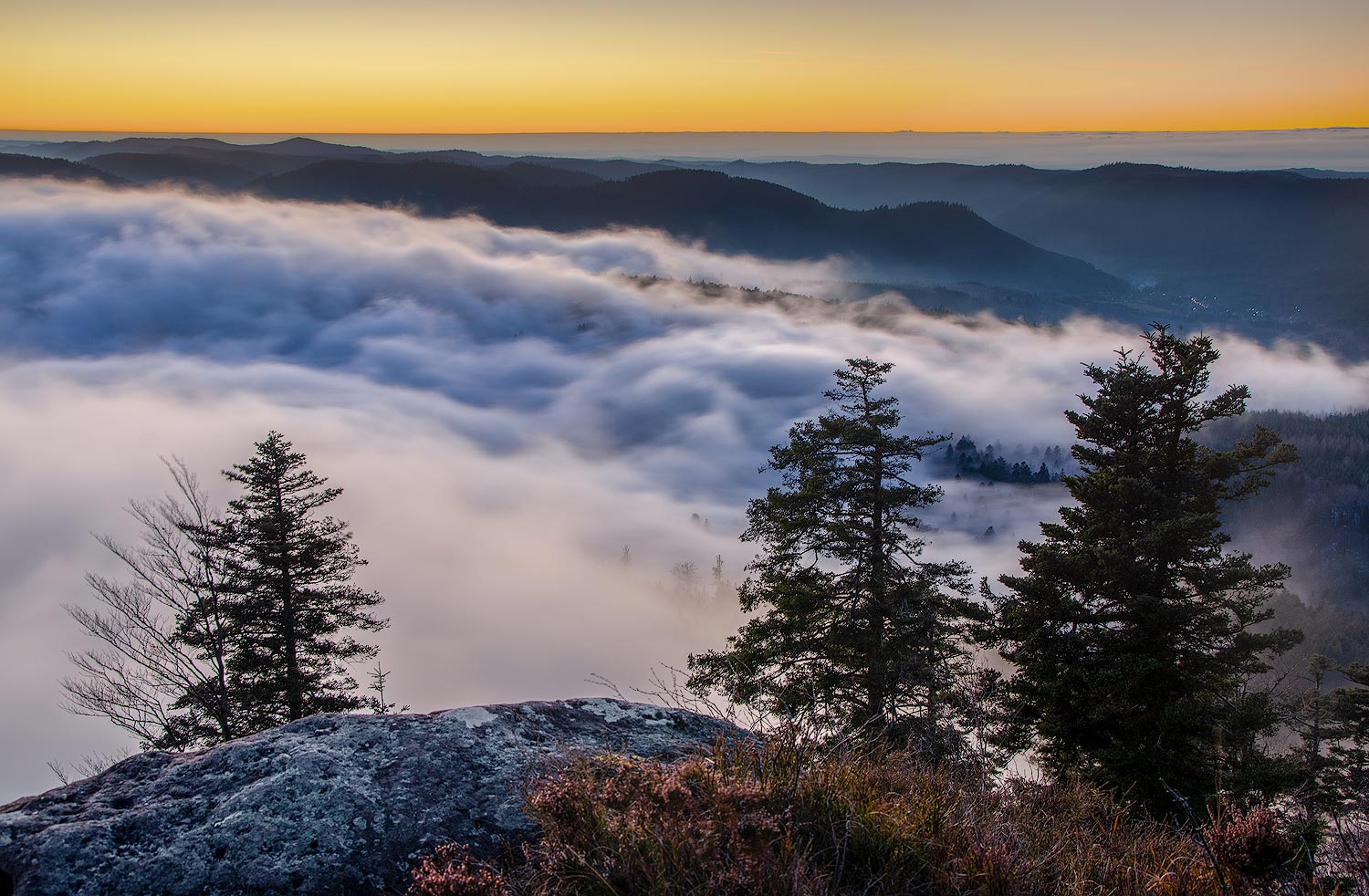 La brume et les sapins | Aurélien Zint