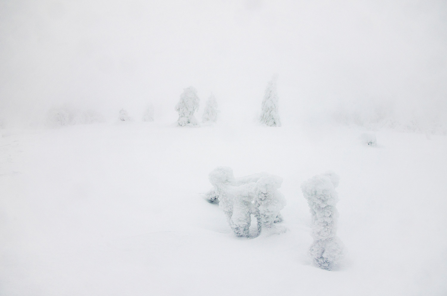 Brume en Forêt-Noire | Aurélien Zint
